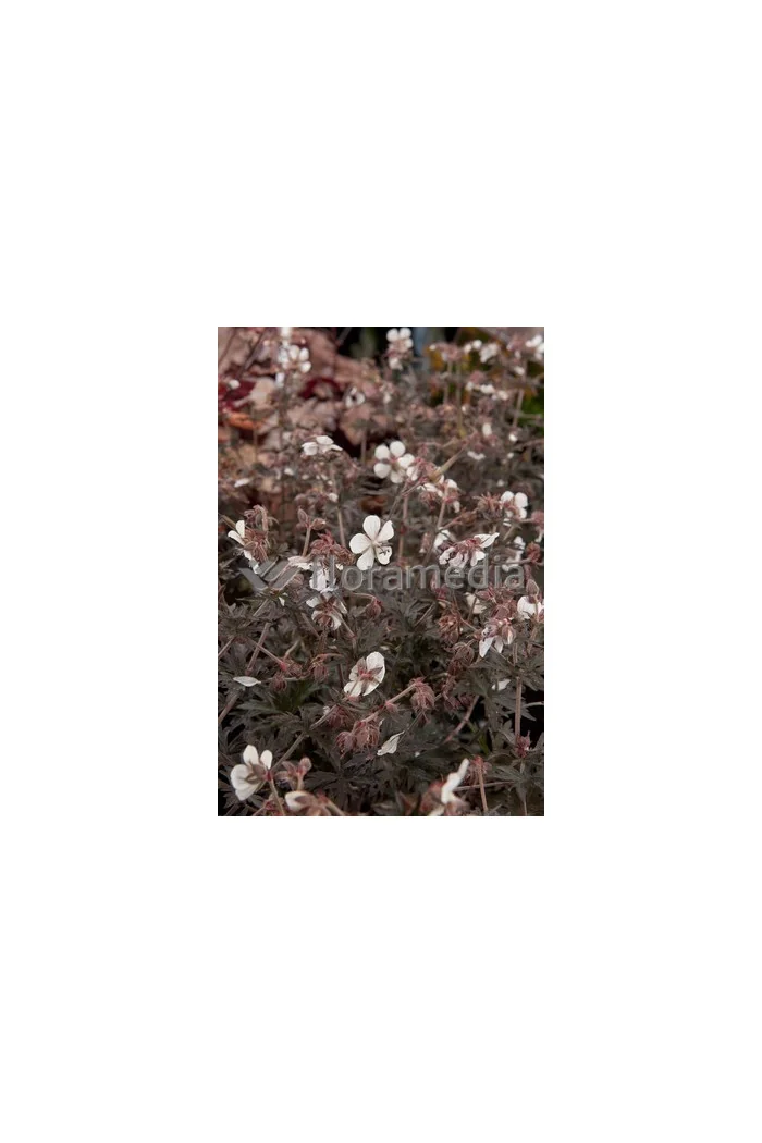 Bodziszek 'Purple Ghost' Geranium pratense