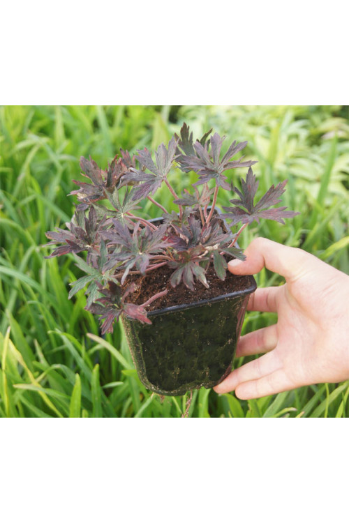 Bodziszek 'Purple Ghost' Geranium pratense