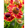 Dzielżan jesienny 'Bandera'| Helenium autumnale