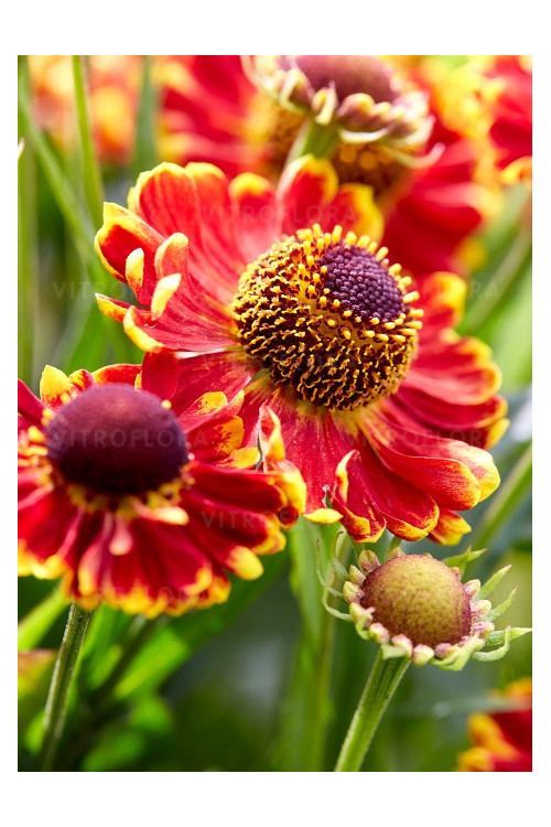 Dzielżan jesienny 'Bandera'| Helenium autumnale