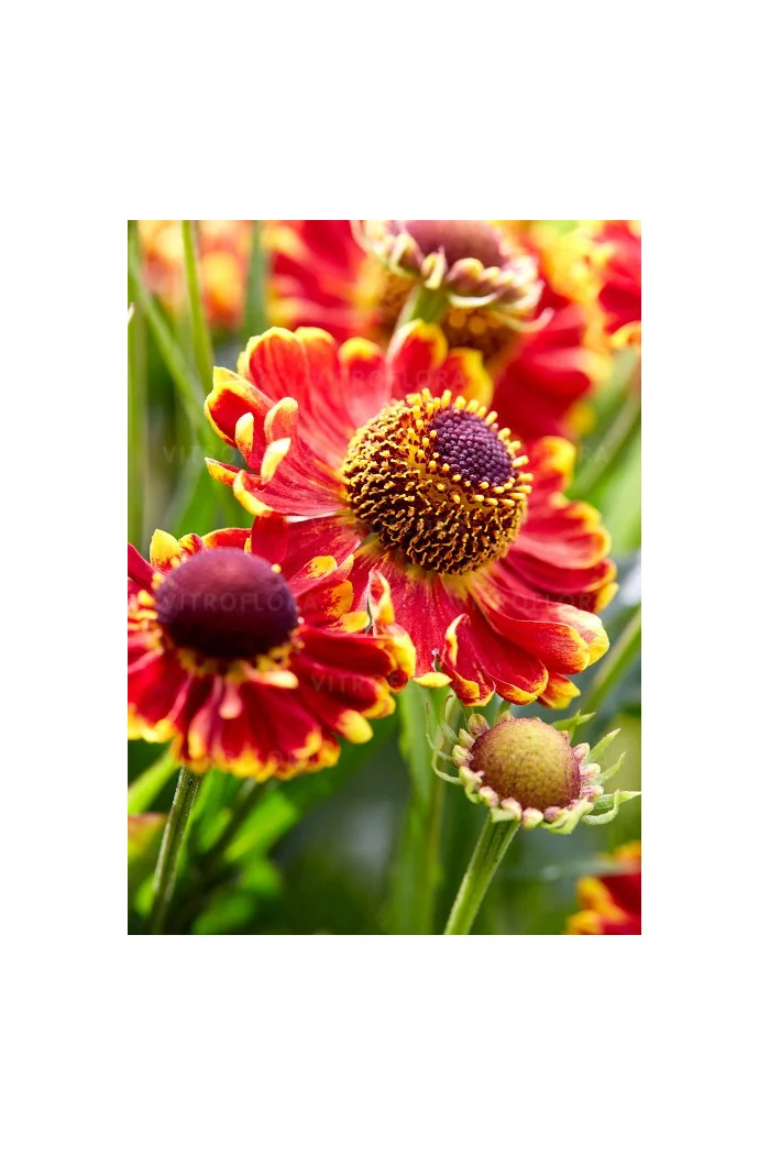 Dzielżan jesienny 'Bandera'| Helenium autumnale