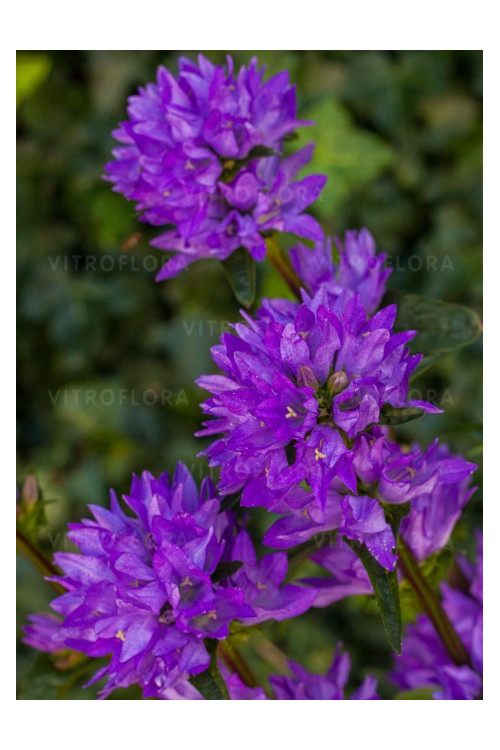 Dzwonek skupiony 'Freya' | Campanula glomerata