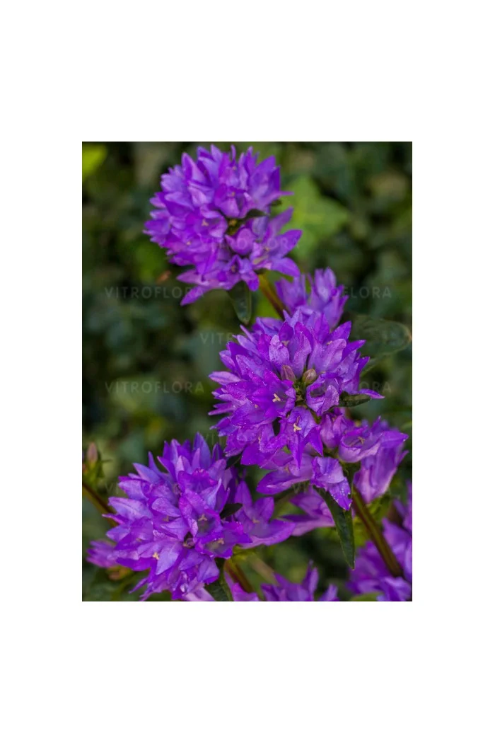 Dzwonek skupiony 'Freya' | Campanula glomerata