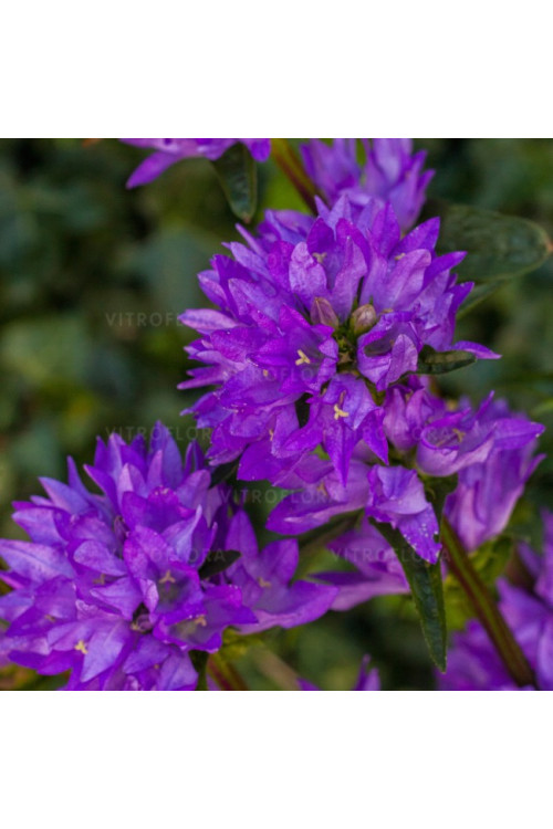 Dzwonek skupiony 'Freya' | Campanula glomerata