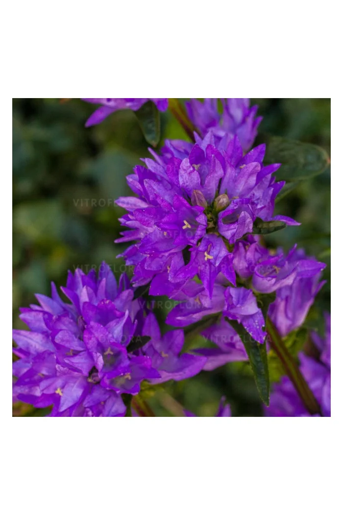 Dzwonek skupiony 'Freya' | Campanula glomerata