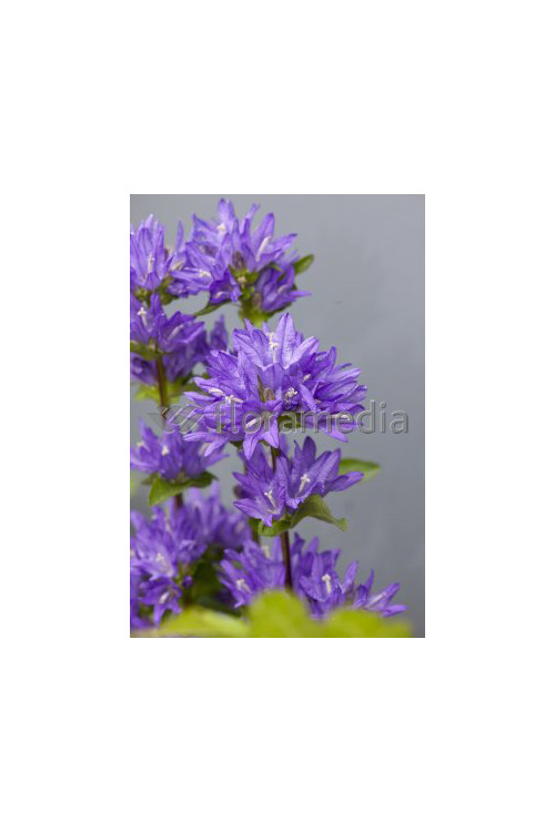 Dzwonek skupiony 'Freya' | Campanula glomerata