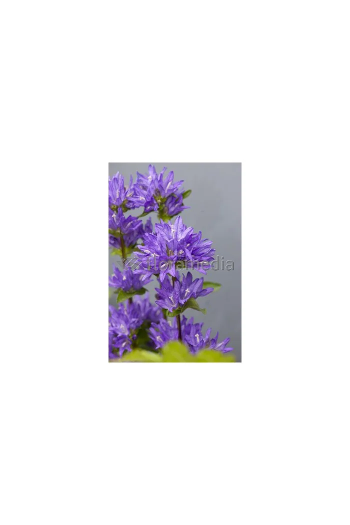 Dzwonek skupiony 'Freya' | Campanula glomerata