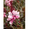 Gaura 'Passionate Rainbow' Gaura
