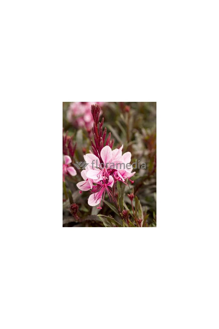 Gaura 'Passionate Rainbow' Gaura