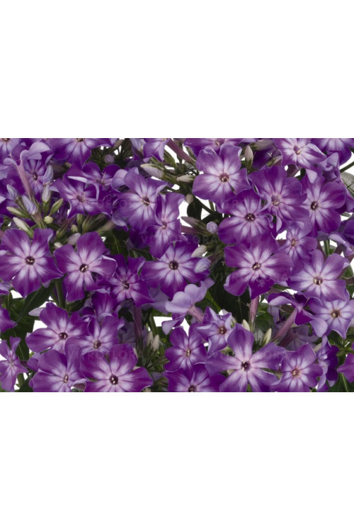 Floks wiechowaty 'Early Purple Eye' Phlox panniculata