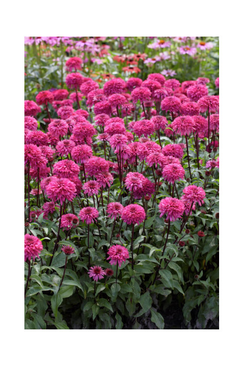 jeżówka, jeżówka Blackberry Truffle,echinacea, echinacea Blackberry Truffle