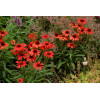 jeżówka, jeżówka Dixie Scarlet,echinacea, echinacea Dixie Scarlet