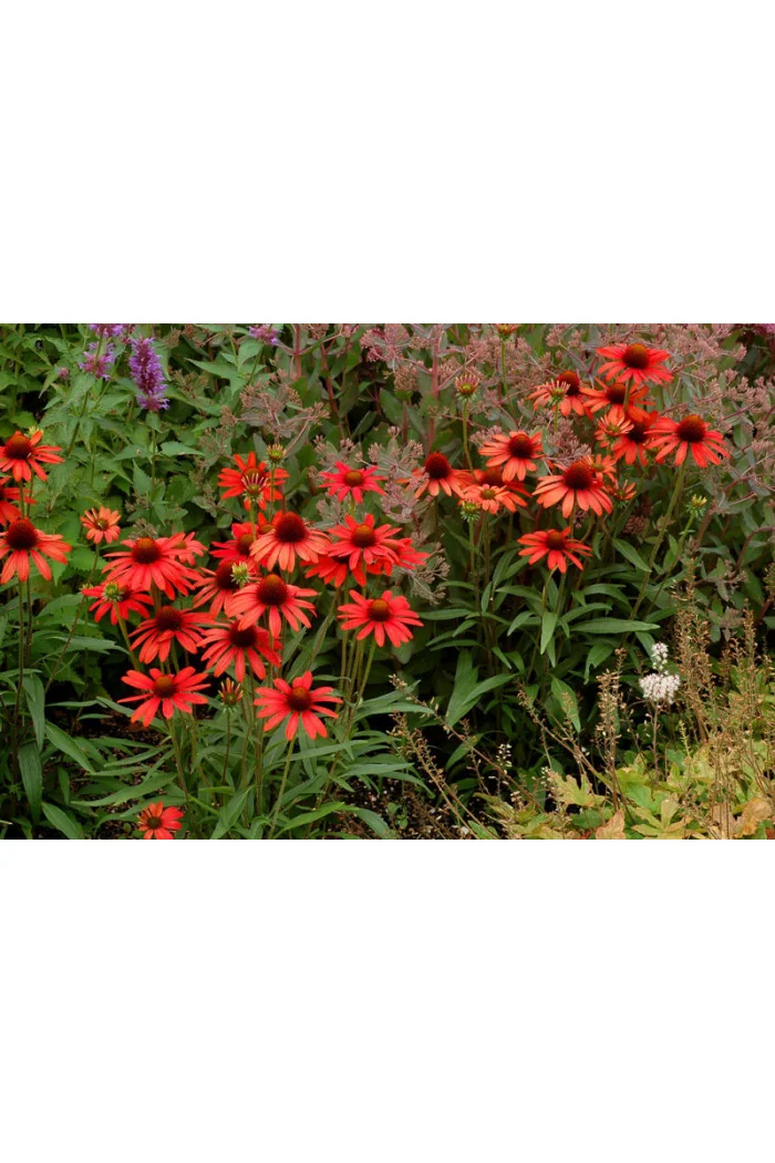 jeżówka, jeżówka Dixie Scarlet,echinacea, echinacea Dixie Scarlet