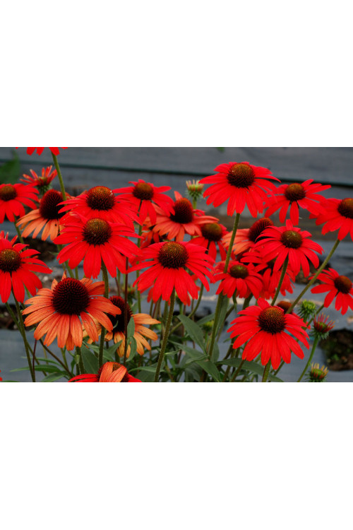 jeżówka, jeżówka Dixie Scarlet,echinacea, echinacea Dixie Scarlet