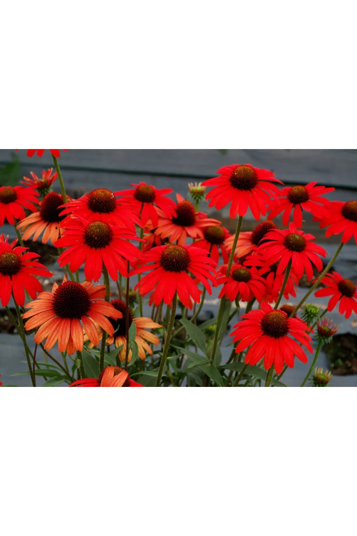 jeżówka, jeżówka Dixie Scarlet,echinacea, echinacea Dixie Scarlet