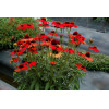 jeżówka, jeżówka Dixie Scarlet,echinacea, echinacea Dixie Scarlet