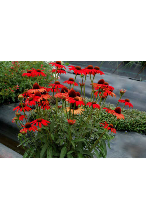 jeżówka, jeżówka Dixie Scarlet,echinacea, echinacea Dixie Scarlet