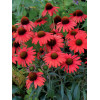 jeżówka, jeżówka Dixie Scarlet,echinacea, echinacea Dixie Scarlet
