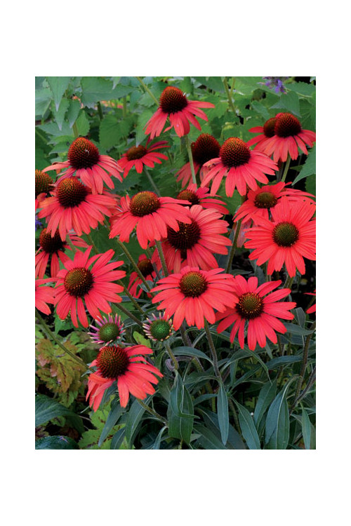 jeżówka, jeżówka Dixie Scarlet,echinacea, echinacea Dixie Scarlet