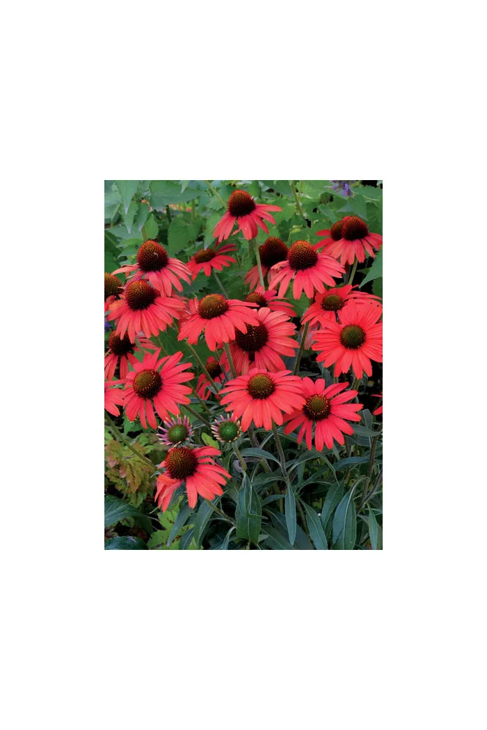 jeżówka, jeżówka Dixie Scarlet,echinacea, echinacea Dixie Scarlet