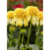 jeżówka, jeżówka Lemon Drop ,echinacea, echinacea Lemon Drop