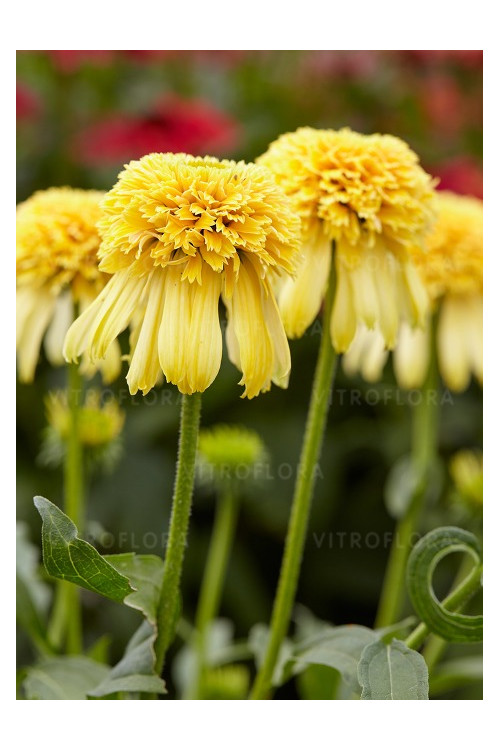 jeżówka, jeżówka Lemon Drop ,echinacea, echinacea Lemon Drop