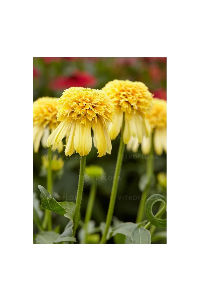 jeżówka, jeżówka Lemon Drop ,echinacea, echinacea Lemon Drop