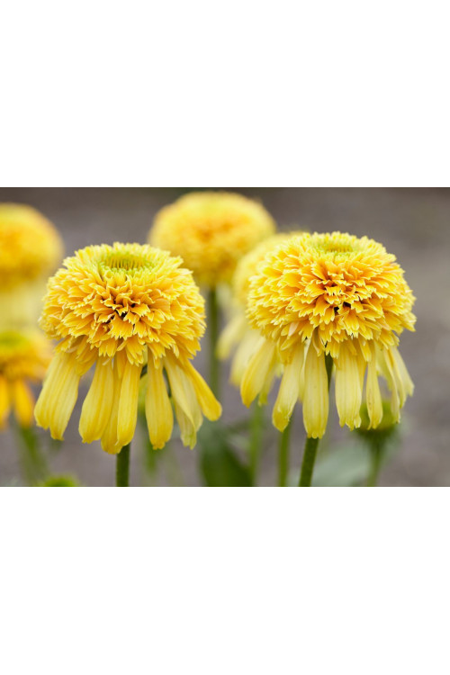 jeżówka, jeżówka Lemon Drop ,echinacea, echinacea Lemon Drop