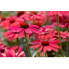 jeżówka, jeżówka Sweet Meadow Mama ,echinacea, echinacea Sweet Meadow Mama