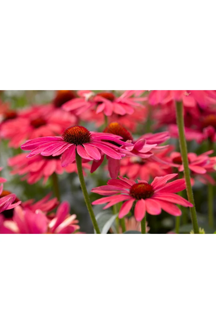 jeżówka, jeżówka Sweet Meadow Mama ,echinacea, echinacea Sweet Meadow Mama