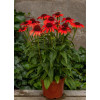 Jeżówka 'Red Pearl' | Echinacea