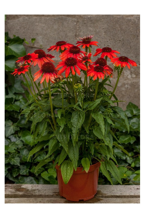 Jeżówka 'Red Pearl' | Echinacea