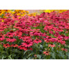 jeżówka, jeżówka Sweet Meadow Mama ,echinacea, echinacea Sweet Meadow Mama