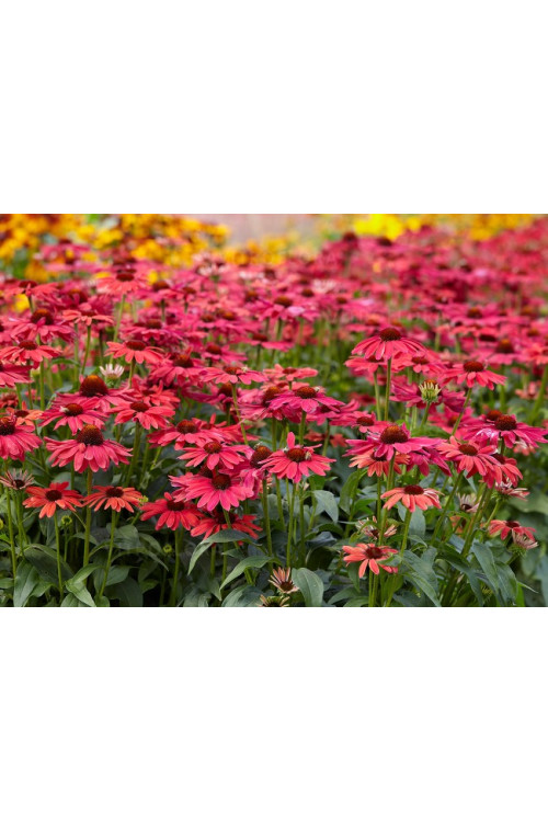 jeżówka, jeżówka Sweet Meadow Mama ,echinacea, echinacea Sweet Meadow Mama