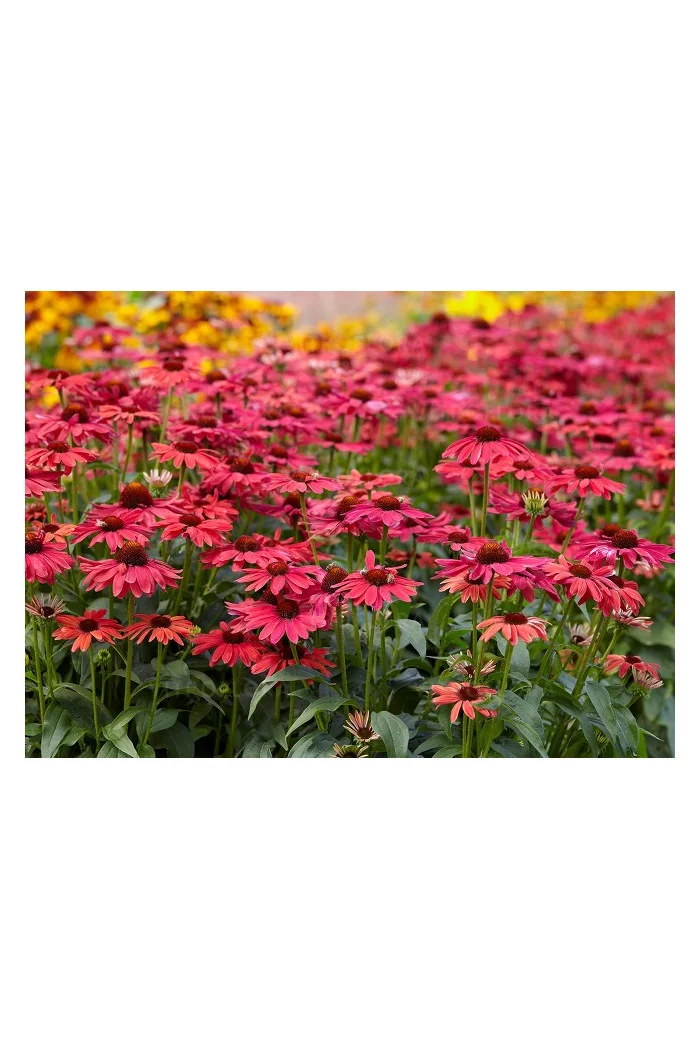 jeżówka, jeżówka Sweet Meadow Mama ,echinacea, echinacea Sweet Meadow Mama