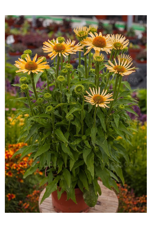 jeżówka, jeżówka Yellow Pearl ,echinacea, echinacea Yellow Pearl