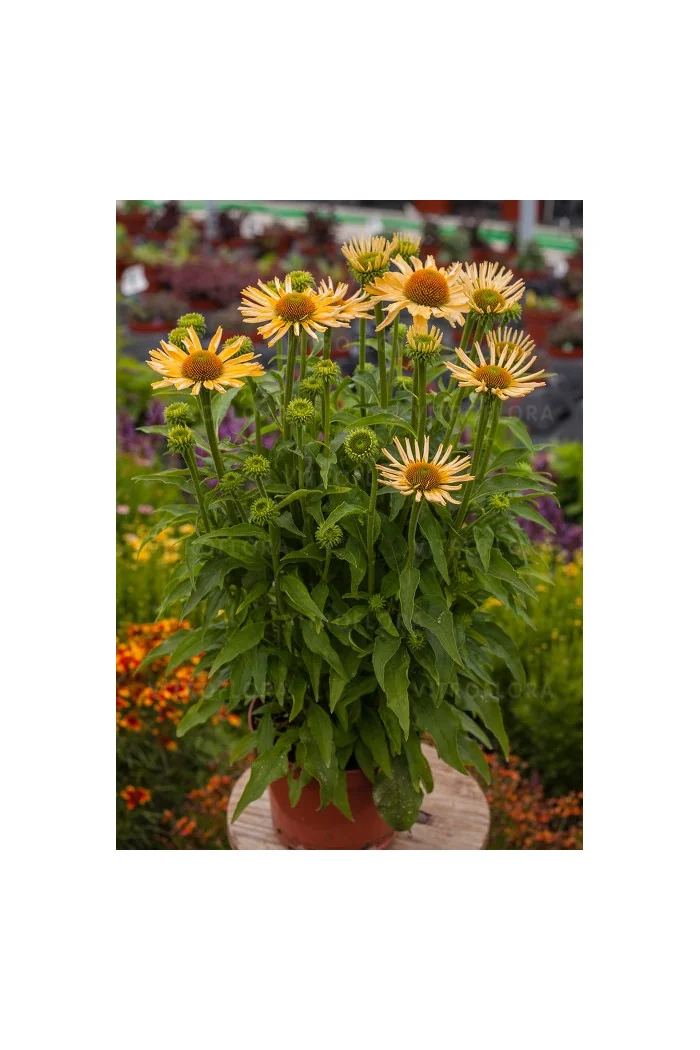 jeżówka, jeżówka Yellow Pearl ,echinacea, echinacea Yellow Pearl