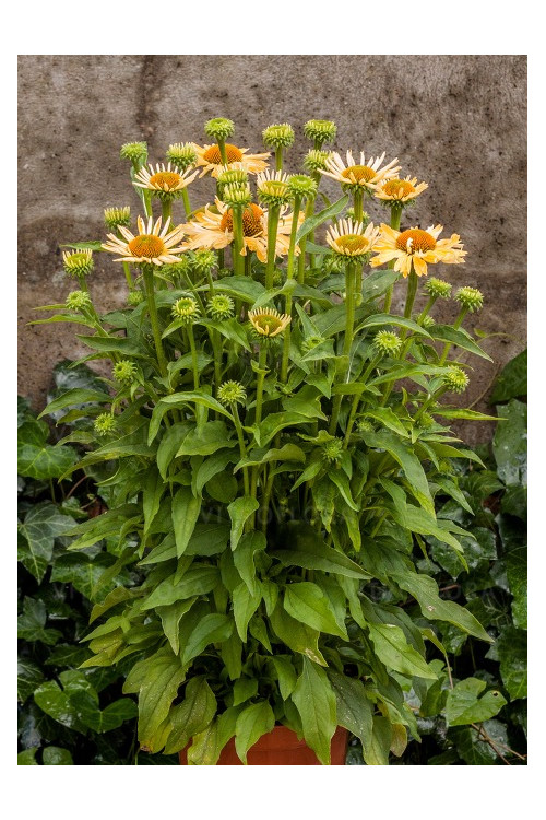 jeżówka, jeżówka Yellow Pearl ,echinacea, echinacea Yellow Pearl