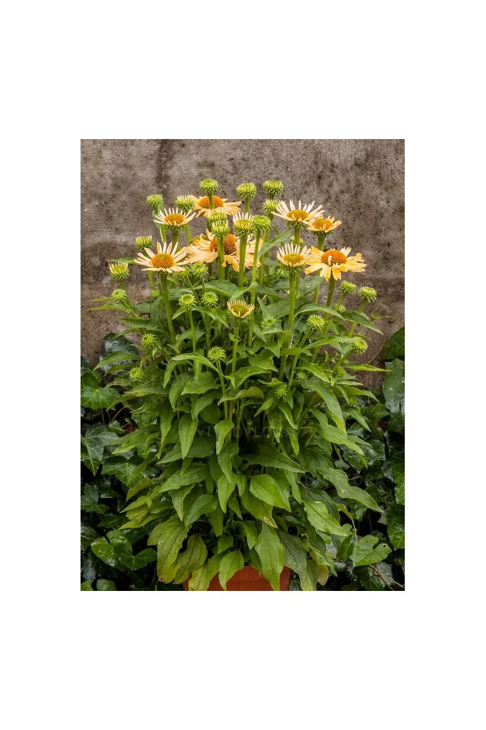 jeżówka, jeżówka Yellow Pearl ,echinacea, echinacea Yellow Pearl