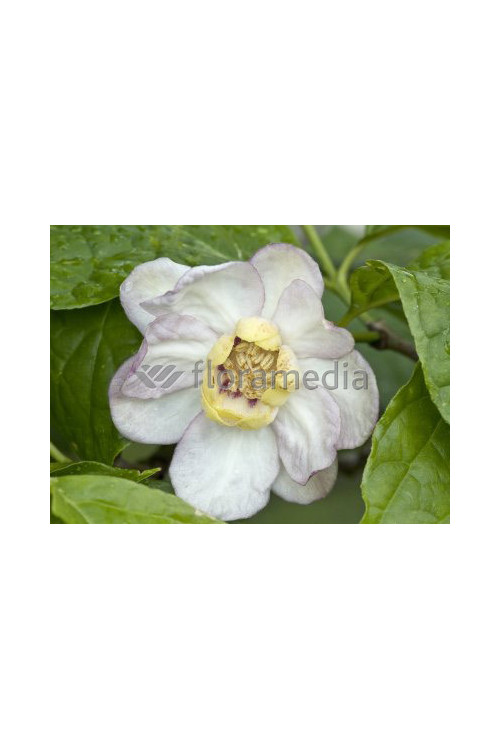 Kielichowiec chiński | Sinocalycanthus chinensis