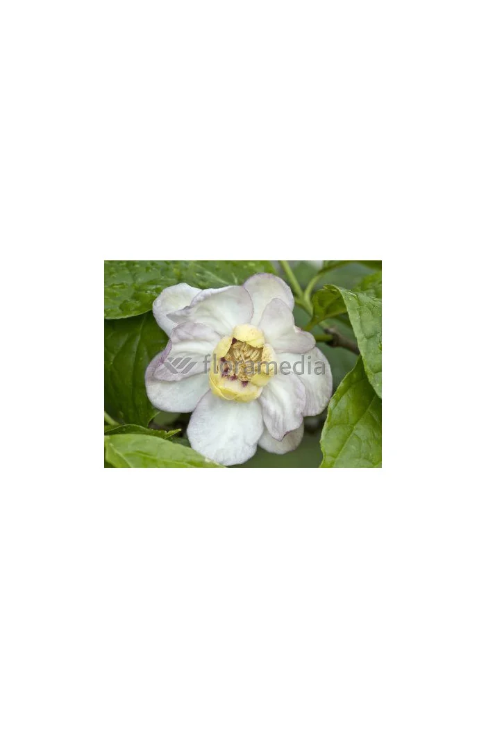 Kielichowiec chiński | Sinocalycanthus chinensis