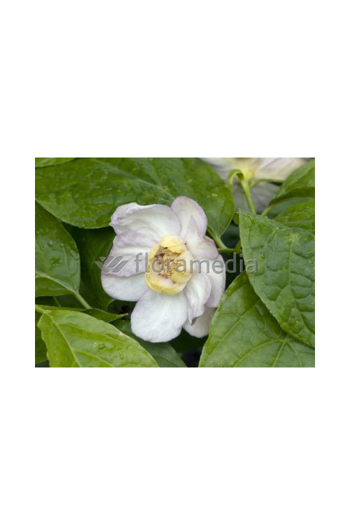 Kielichowiec chiński | Sinocalycanthus chinensis