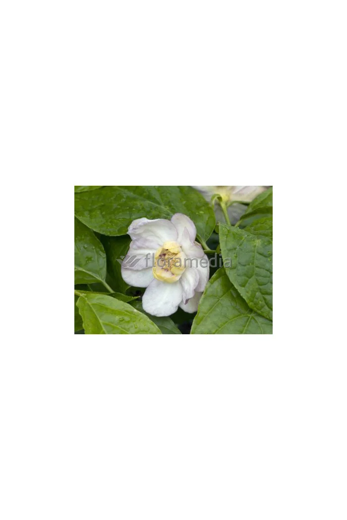 Kielichowiec chiński | Sinocalycanthus chinensis