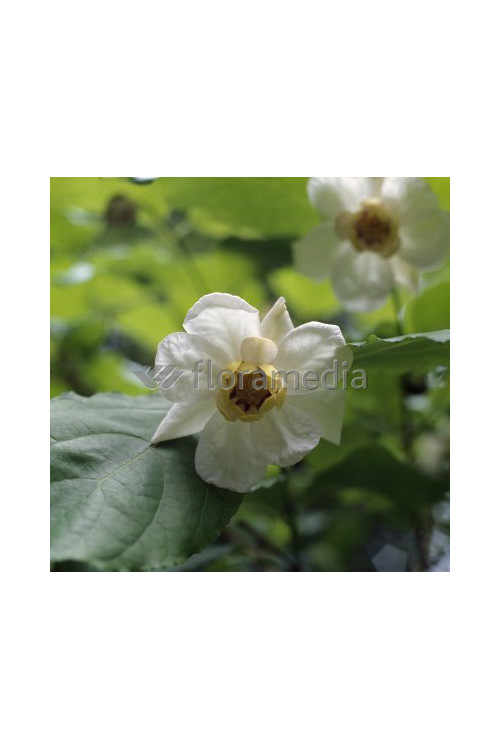 Kielichowiec chiński | Sinocalycanthus chinensis