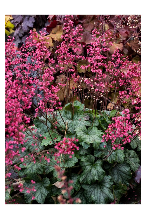 Żurawka 'Rex Peppermint' Heuchera