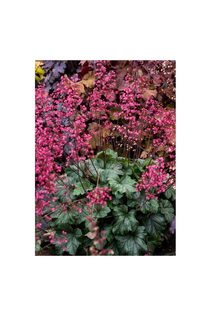 Żurawka 'Rex Peppermint' Heuchera
