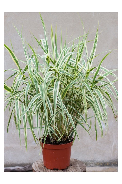 Lasecznica trzcinowata 'Ely' | Arundo donax