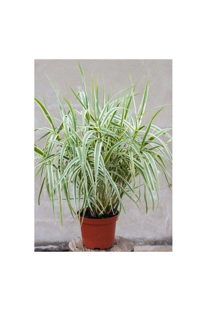 Lasecznica trzcinowata 'Ely' | Arundo donax