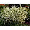 Lasecznica trzcinowata 'Ely' | Arundo donax
