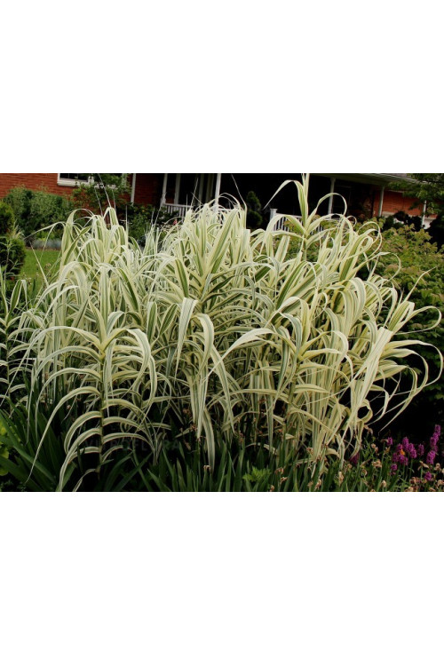 Lasecznica trzcinowata 'Ely' | Arundo donax